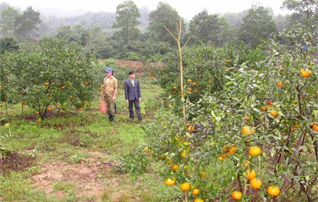 Cây cam đã đưa vùng đất Khe Mây hoang vu trở thành vùng kinh tế mới trù phú Cây cam đã đưa vùng đất Khe Mây hoang vu trở thành vùng kinh tế mới trù phú