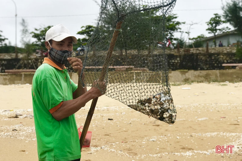 Sò mai trôi dạt vào bờ biển, người dân Cẩm Xuyên rủ nhau đi gom