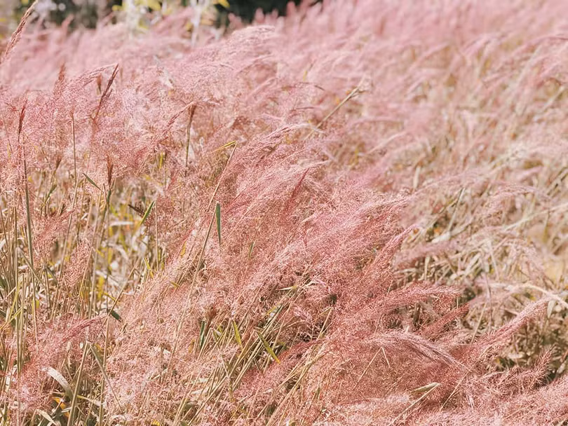 Đồi cỏ hồng thơ mộng tựa như “Xứ hoa anh đào” ở Đà Lạt