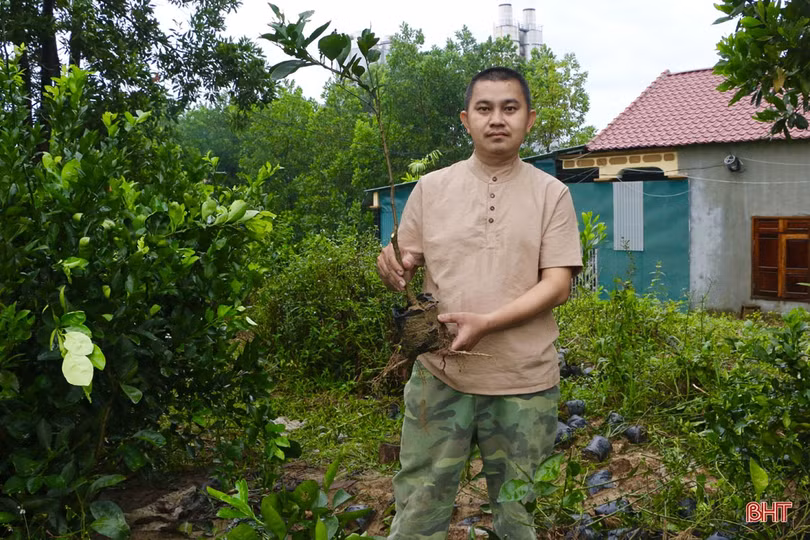 “Lạ mắt” cam ruột đỏ trồng ở Hà Tĩnh