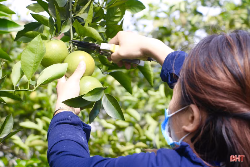 Nữ giám đốc hợp tác xã tiên phong đưa đặc sản của Vũ Quang vươn xa