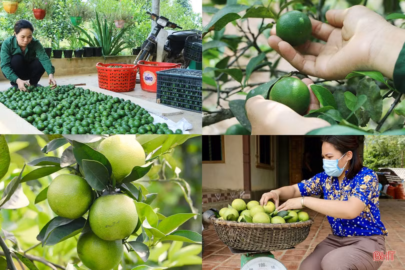 Nữ giám đốc hợp tác xã tiên phong đưa đặc sản của Vũ Quang vươn xa