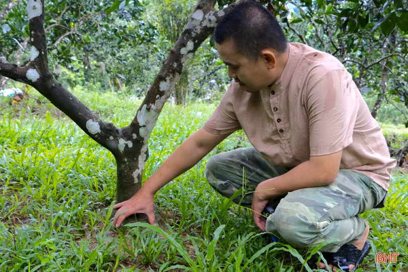 “Lạ mắt” cam ruột đỏ trồng ở Hà Tĩnh