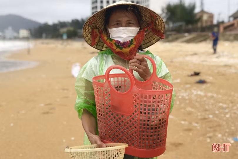 Sò mai trôi dạt vào bờ biển, người dân Cẩm Xuyên rủ nhau đi gom