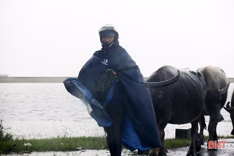 TX Kỳ Anh triển khai phương án sơ tán 153 hộ dân tại vùng trũng thấp