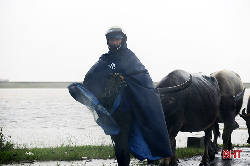 TX Kỳ Anh triển khai phương án sơ tán 153 hộ dân tại vùng trũng thấp