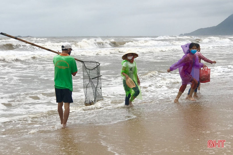 Sò mai trôi dạt vào bờ biển, người dân Cẩm Xuyên rủ nhau đi gom