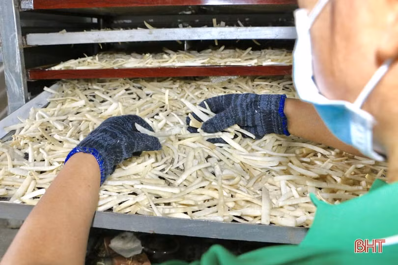 Sản phẩm củ cải sấy ở Cẩm Xuyên: sản xuất tới đâu, bán hết tới đó!