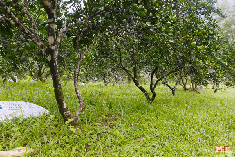 “Lạ mắt” cam ruột đỏ trồng ở Hà Tĩnh