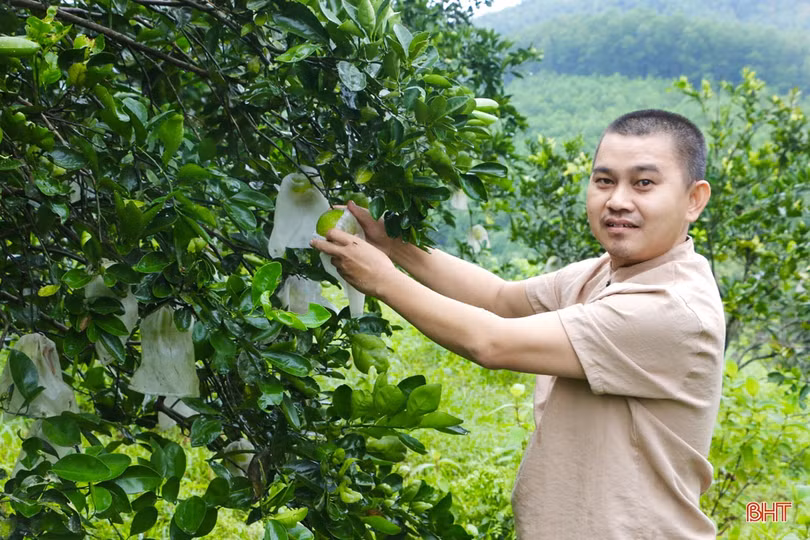 “Lạ mắt” cam ruột đỏ trồng ở Hà Tĩnh