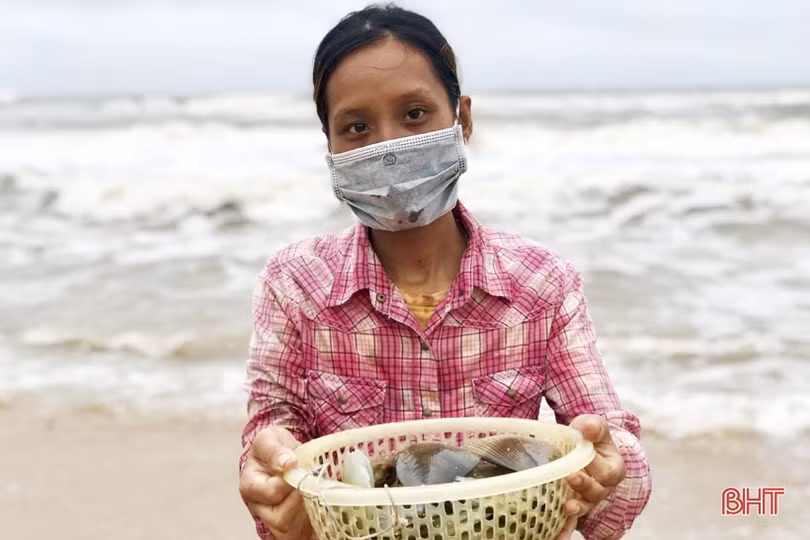 Sò mai trôi dạt vào bờ biển, người dân Cẩm Xuyên rủ nhau đi gom