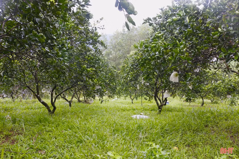 “Lạ mắt” cam ruột đỏ trồng ở Hà Tĩnh