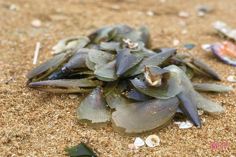 Sò mai trôi dạt vào bờ biển, người dân Cẩm Xuyên rủ nhau đi gom