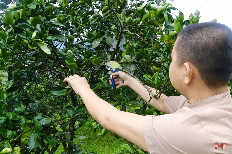 “Lạ mắt” cam ruột đỏ trồng ở Hà Tĩnh