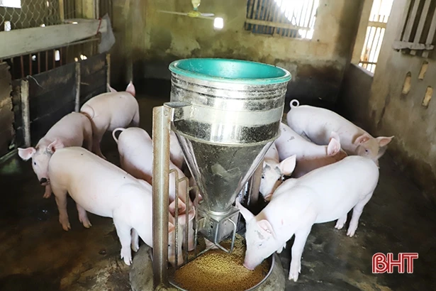 Giá lợn hơi giảm sâu, người chăn nuôi ở Hà Tĩnh thua lỗ