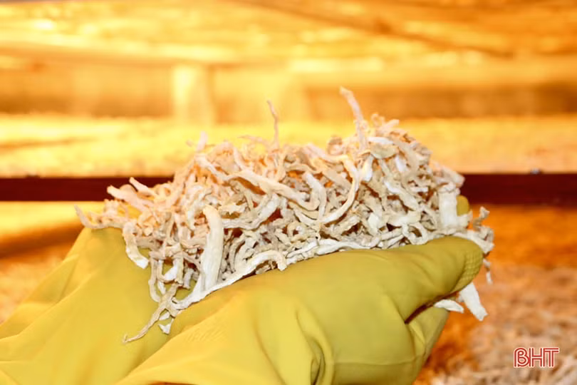 Sản phẩm củ cải sấy ở Cẩm Xuyên: sản xuất tới đâu, bán hết tới đó!