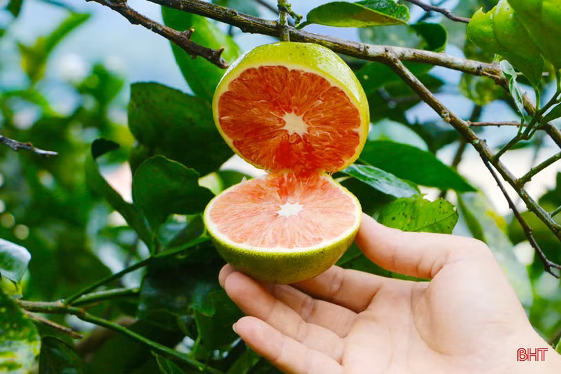 “Lạ mắt” cam ruột đỏ trồng ở Hà Tĩnh