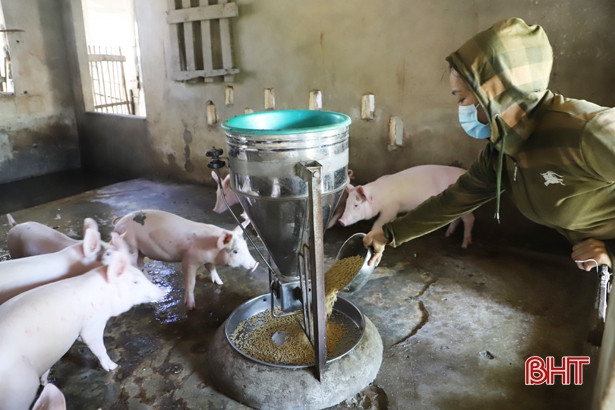 7 xã, thị trấn của Hà Tĩnh còn dịch tả lợn châu Phi