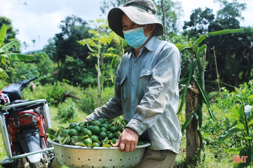 Nữ giám đốc hợp tác xã tiên phong đưa đặc sản của Vũ Quang vươn xa