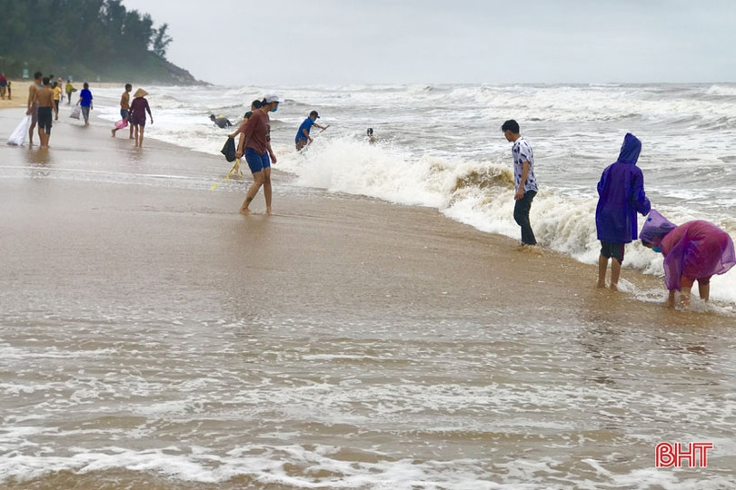 Sò mai trôi dạt vào bờ biển, người dân Cẩm Xuyên rủ nhau đi gom