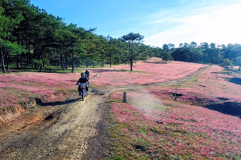 Đồi cỏ hồng thơ mộng tựa như “Xứ hoa anh đào” ở Đà Lạt