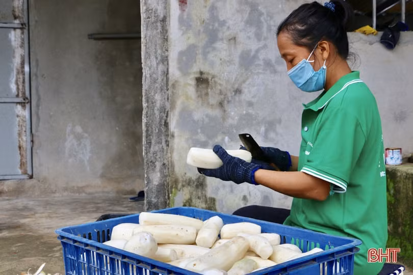 Sản phẩm củ cải sấy ở Cẩm Xuyên: sản xuất tới đâu, bán hết tới đó!