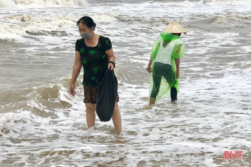 Sò mai trôi dạt vào bờ biển, người dân Cẩm Xuyên rủ nhau đi gom