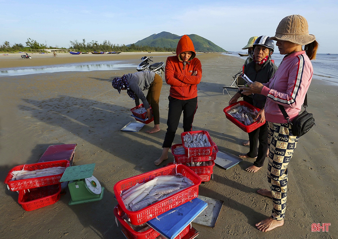 Sướng như về biển Kỳ Ninh đón bình minh, mua mực nháy