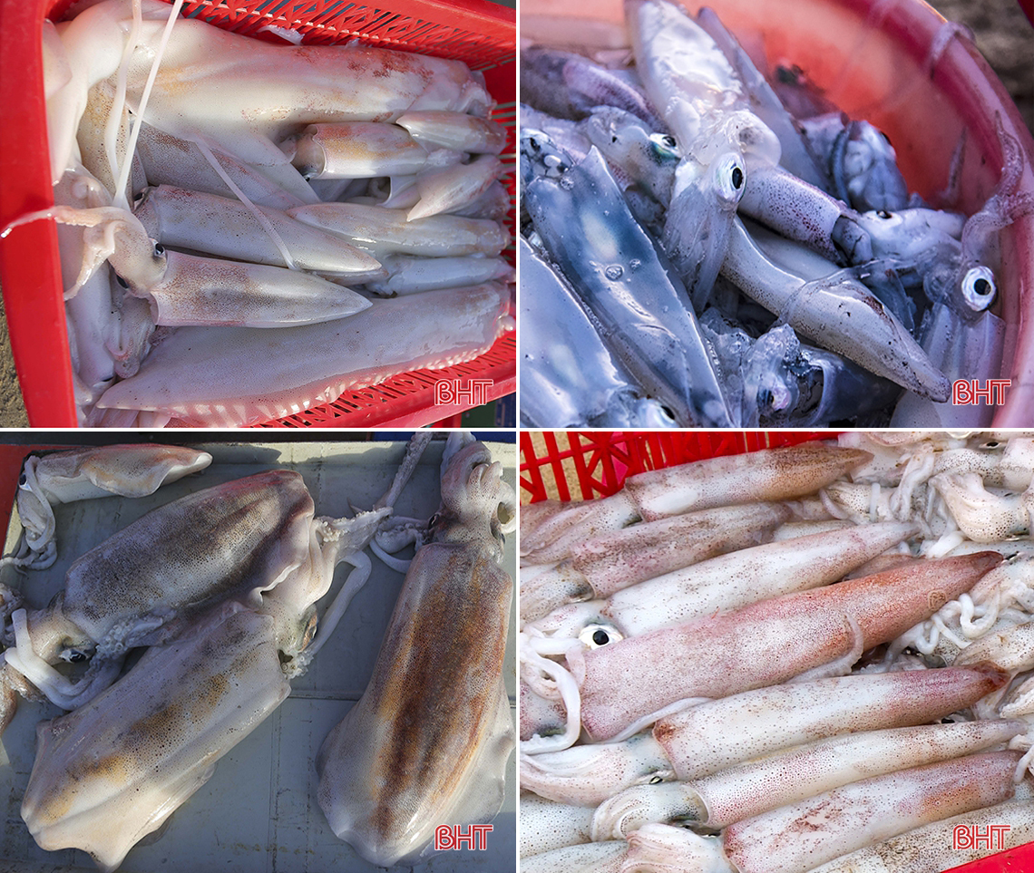 Sướng như về biển Kỳ Ninh đón bình minh, mua mực nháy