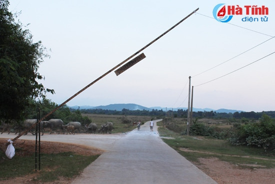 Xuất hiện dịch lở mồm long móng trên trâu bò ở Hương Khê ảnh 2