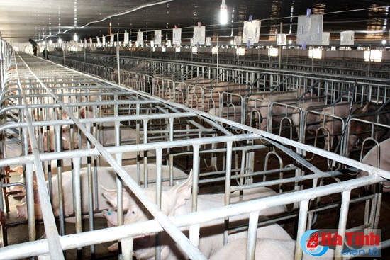 Tổ Tư vấn xây dựng NTM - “Bà đỡ mát tay” ảnh 1 Tổ Tư vấn xây dựng NTM - “Bà đỡ mát tay” ảnh 1