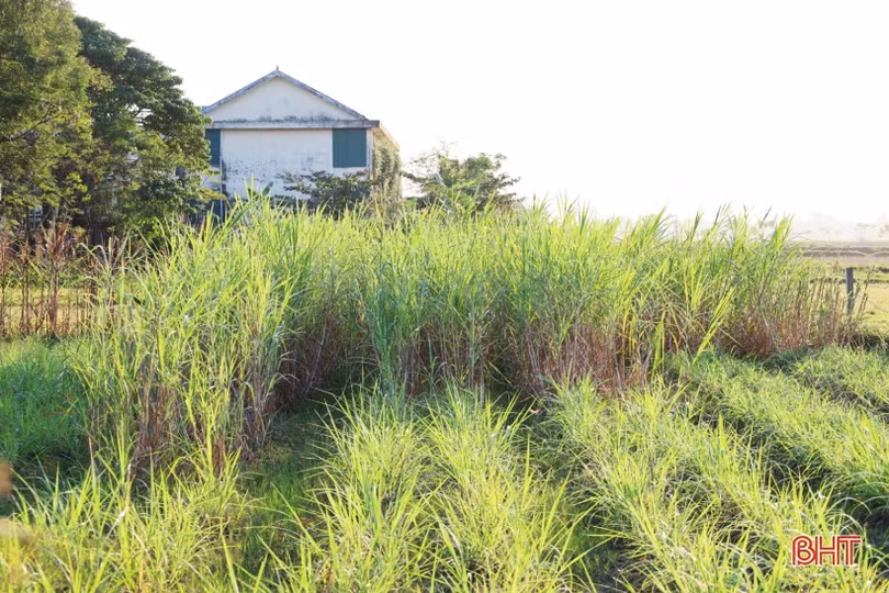 Mục sở thị mô hình nuôi bò “cơ bắp” của nông dân TP Hà Tĩnh