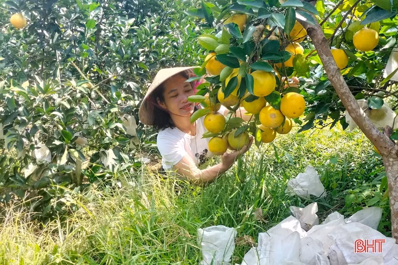 Cam đắt giá, nông dân Vũ Quang phấn khởi “đếm quả, tính tiền”