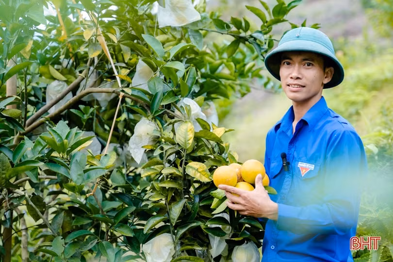 Cam đắt giá, nông dân Vũ Quang phấn khởi “đếm quả, tính tiền”