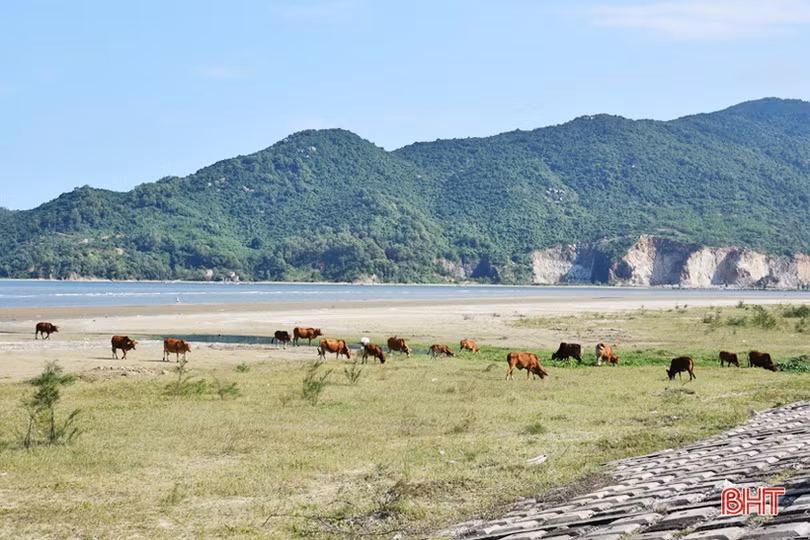Quan ngại với tình trạng trâu bò thả rông ở Lộc Hà