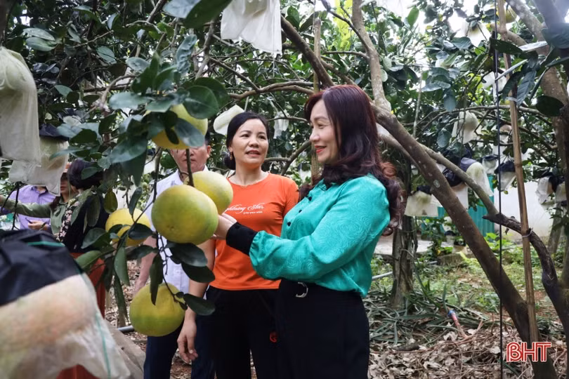 Hiệu quả từ chính sách hỗ trợ phát triển nông nghiệp, nông thôn ở Hà Tĩnh