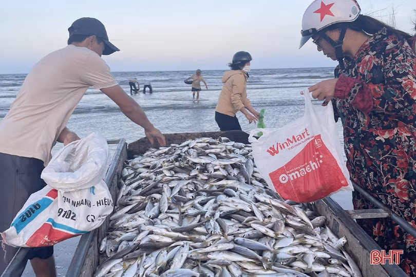 Ngư dân Lộc Hà “trúng đậm” hàng tấn cá đù