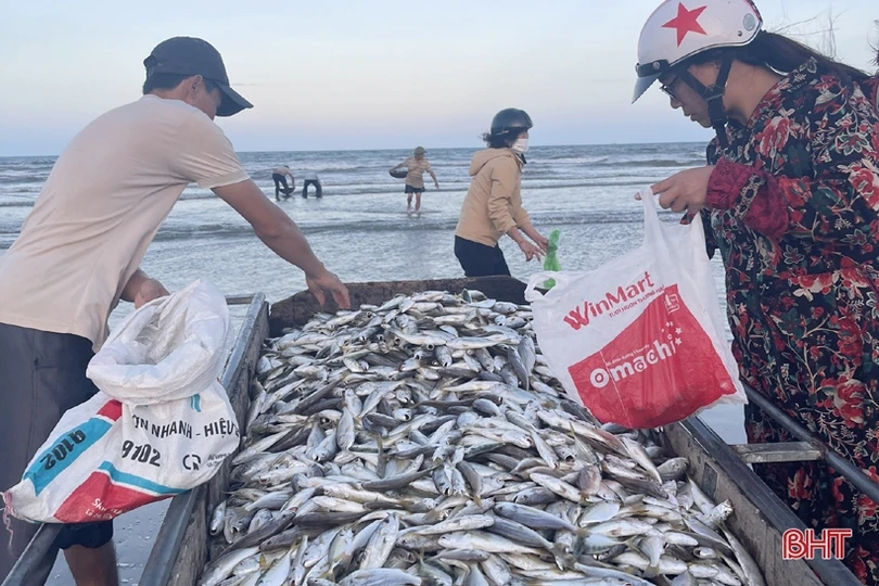 Ngư dân Lộc Hà “trúng đậm” hàng tấn cá đù