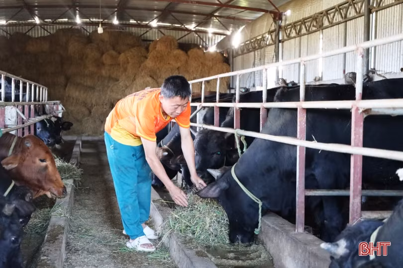 Mục sở thị mô hình nuôi bò “cơ bắp” của nông dân TP Hà Tĩnh
