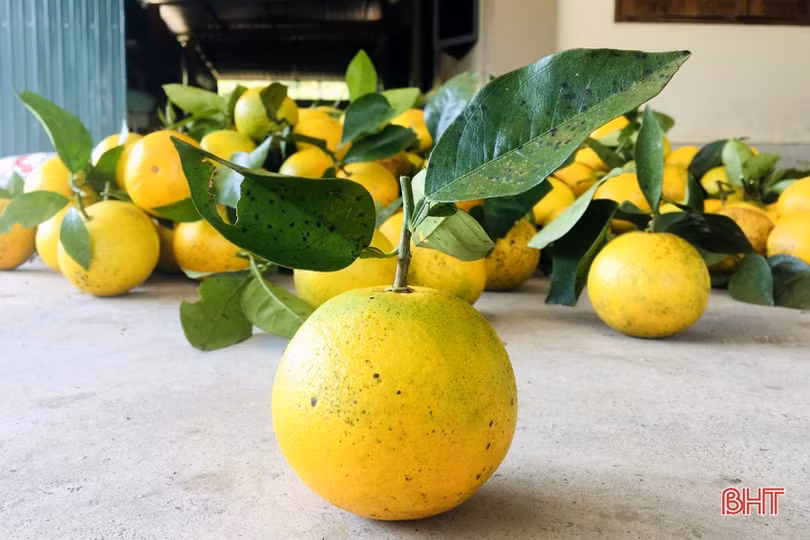 Cam đắt giá, nông dân Vũ Quang phấn khởi “đếm quả, tính tiền”