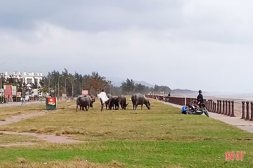 Quan ngại với tình trạng trâu bò thả rông ở Lộc Hà