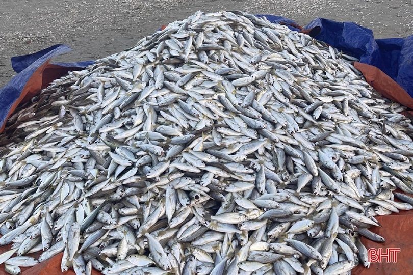 Ngư dân Lộc Hà “trúng đậm” hàng tấn cá đù