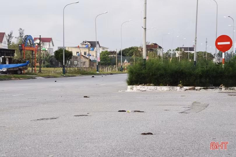 Quan ngại với tình trạng trâu bò thả rông ở Lộc Hà