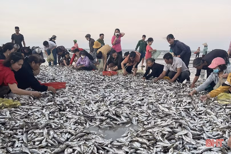 Ngư dân Lộc Hà “trúng đậm” hàng tấn cá đù