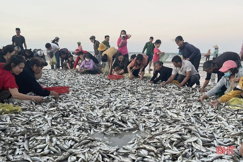 Ngư dân Lộc Hà “trúng đậm” hàng tấn cá đù