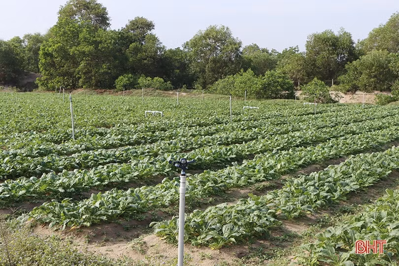 Được mùa, nông dân Hà Tĩnh đẩy mạnh sản xuất củ cải