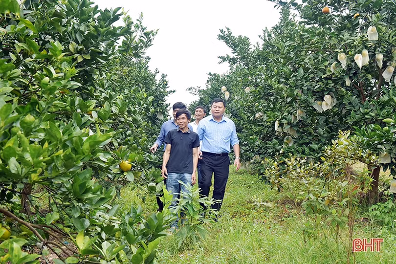 Giá tăng cao, người trồng cam Khe Mây phấn khởi vào vụ thu hoạch