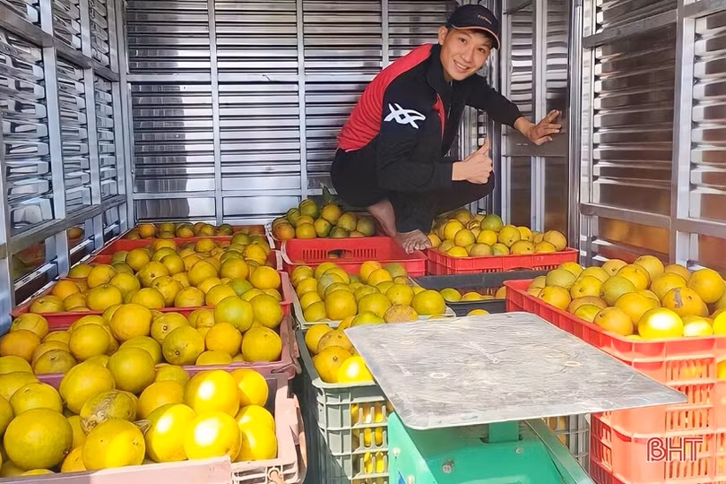 Cam đắt giá, nông dân Vũ Quang phấn khởi “đếm quả, tính tiền”