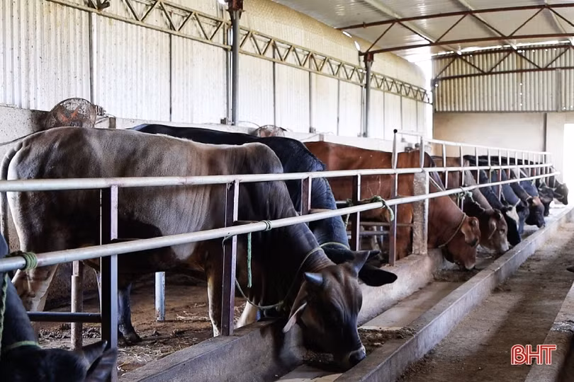 Mục sở thị mô hình nuôi bò “cơ bắp” của nông dân TP Hà Tĩnh