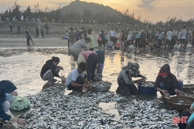 Ngư dân Lộc Hà “trúng đậm” hàng tấn cá đù